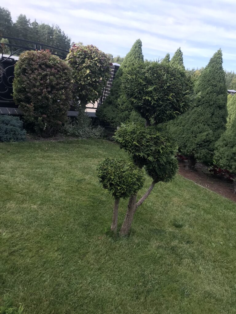 IMG 3296