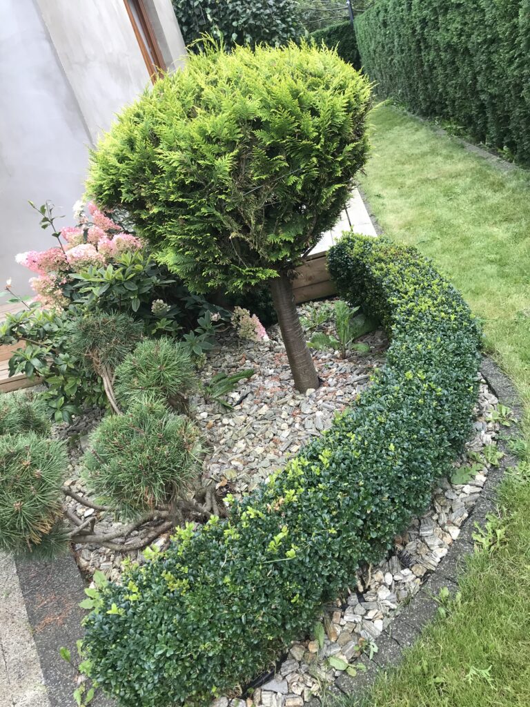IMG 3300