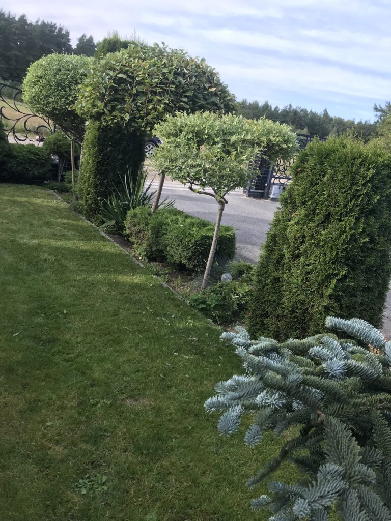 IMG 3306