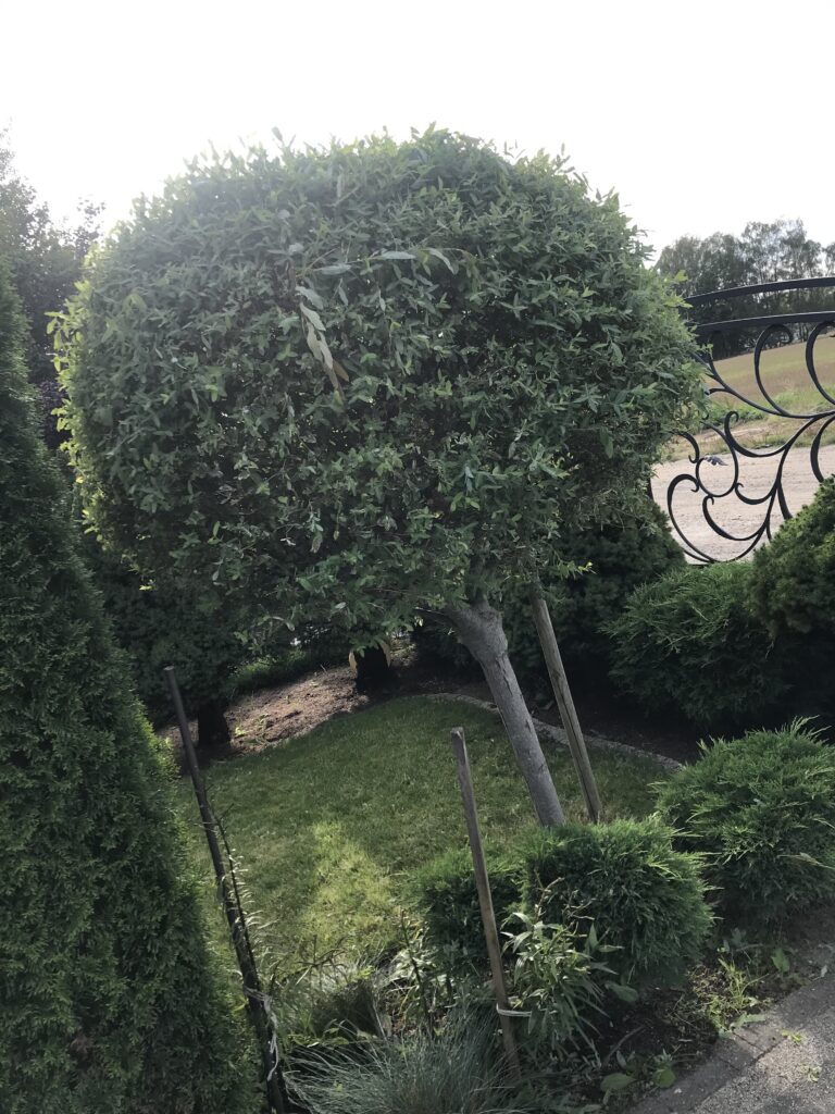 IMG 3309